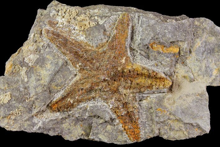Ordovician Starfish (Petraster?) Fossil - Morocco #183377